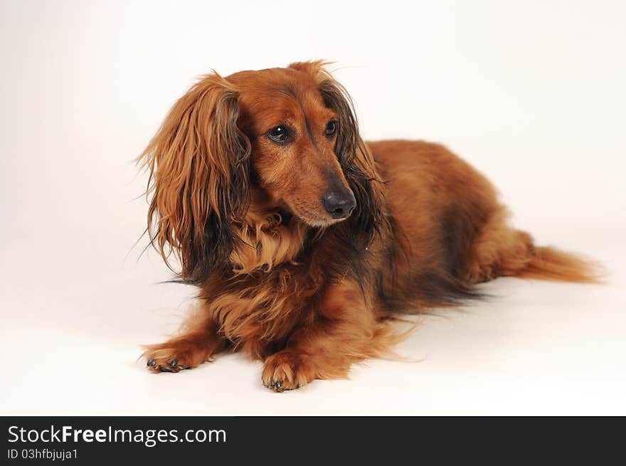 Little dog's laying on white background looking aside