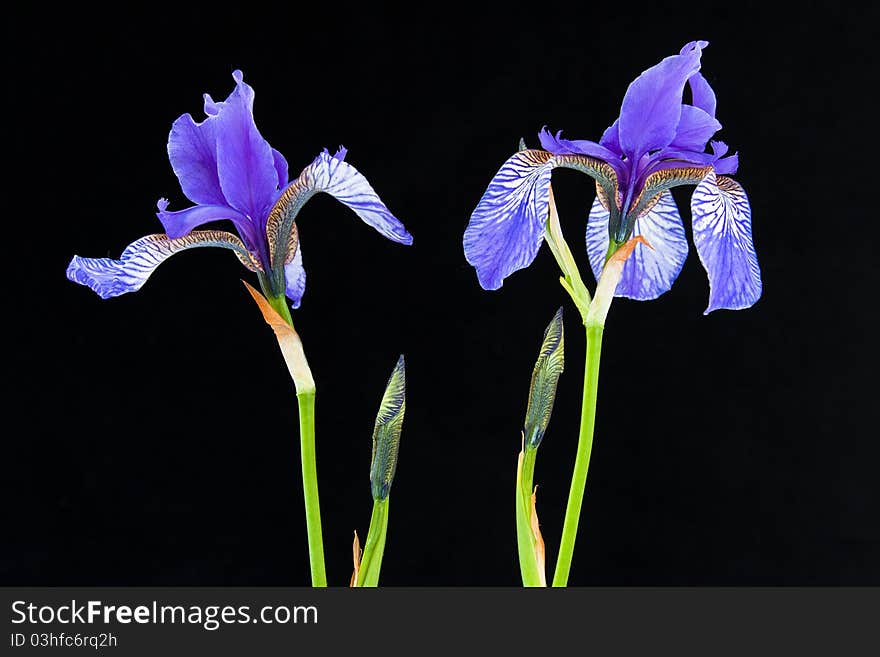 Two blooms of blue iris in black background