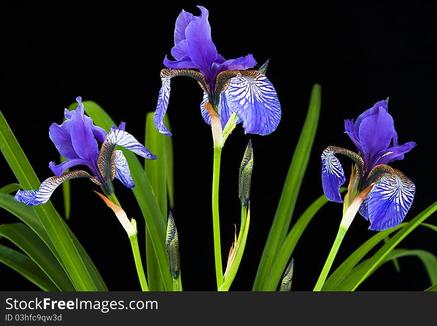 Three Iris Blooms