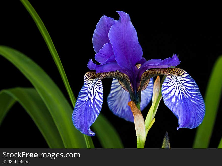 Iris bloom