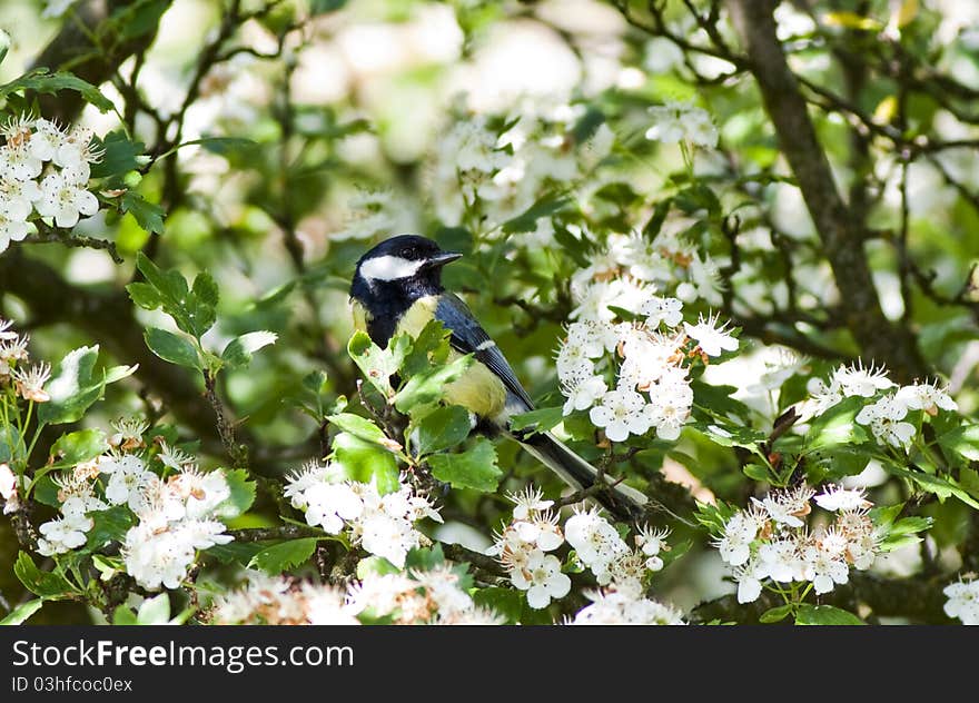 Welcoming spring with great tit (Parus major) bird