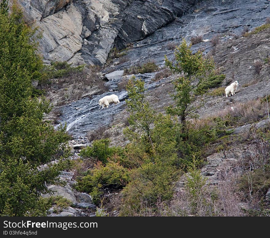 Mountain Goats in Banff national park