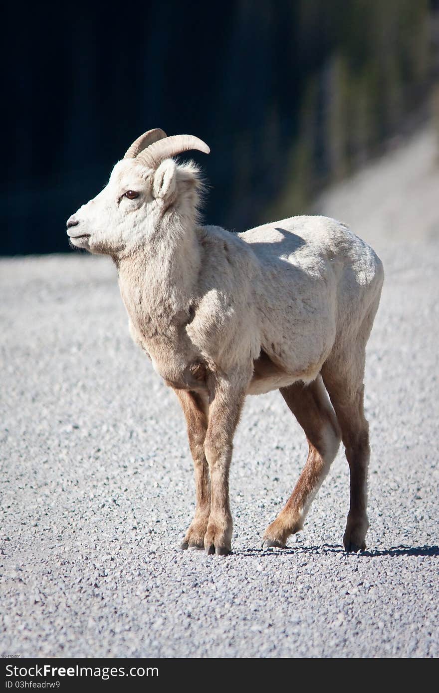 Bighorn sheep