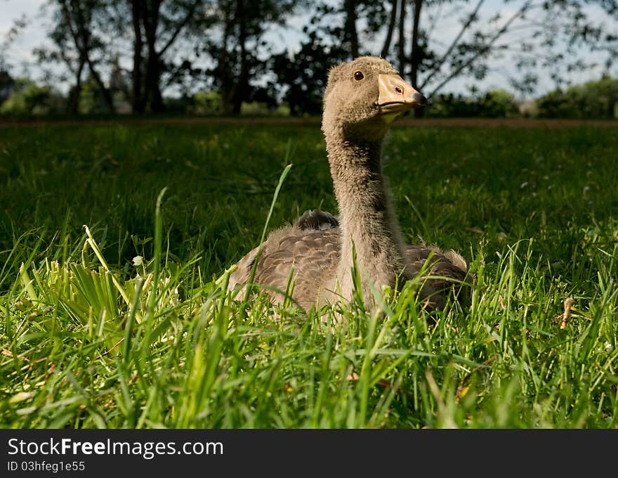 Grey goslet lying on the green grass. Grey goslet lying on the green grass