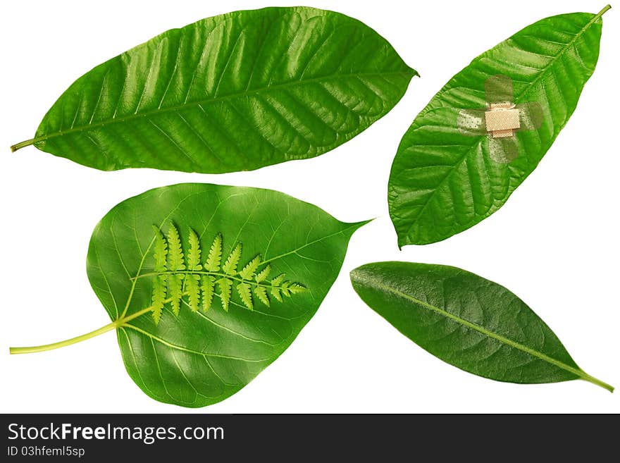 Green leaf isolated on white background