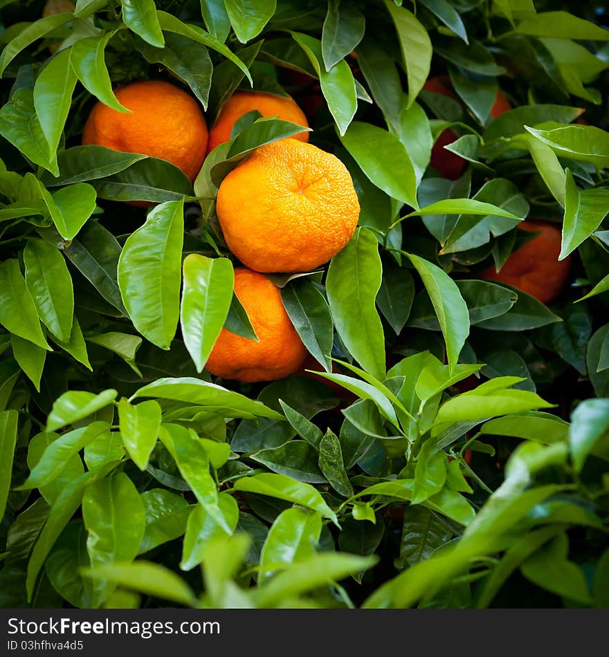 Ripe tangerines on a tree.