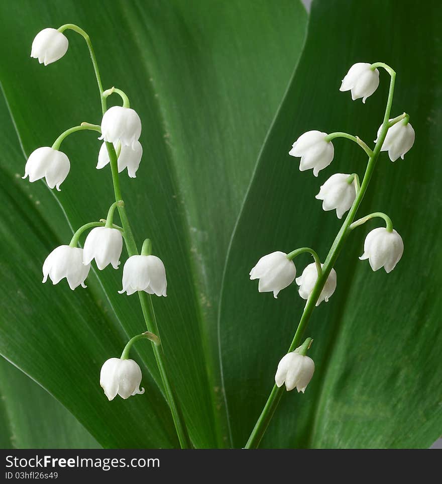 Spring flowers. Lily of the Valley.