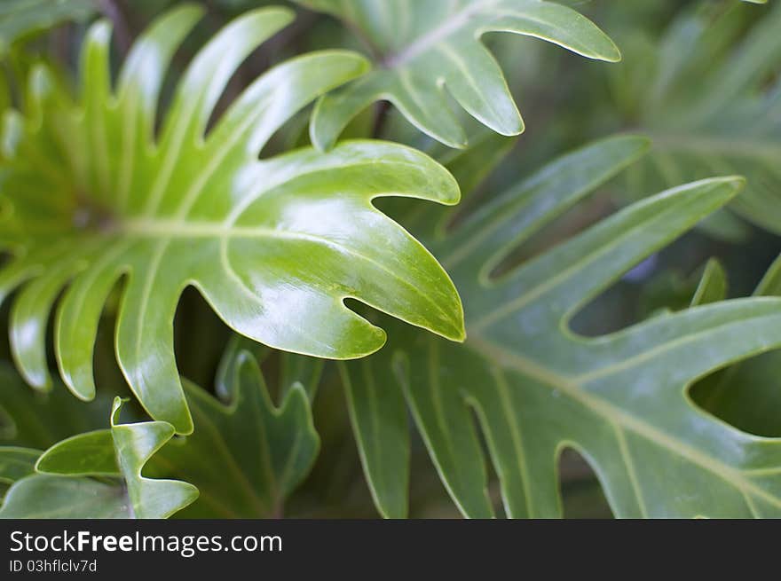 Lush Leaf Background