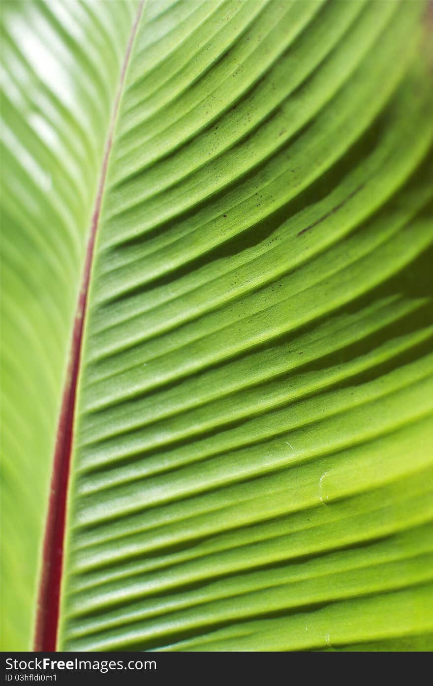 Green Tropical Leaf Detail