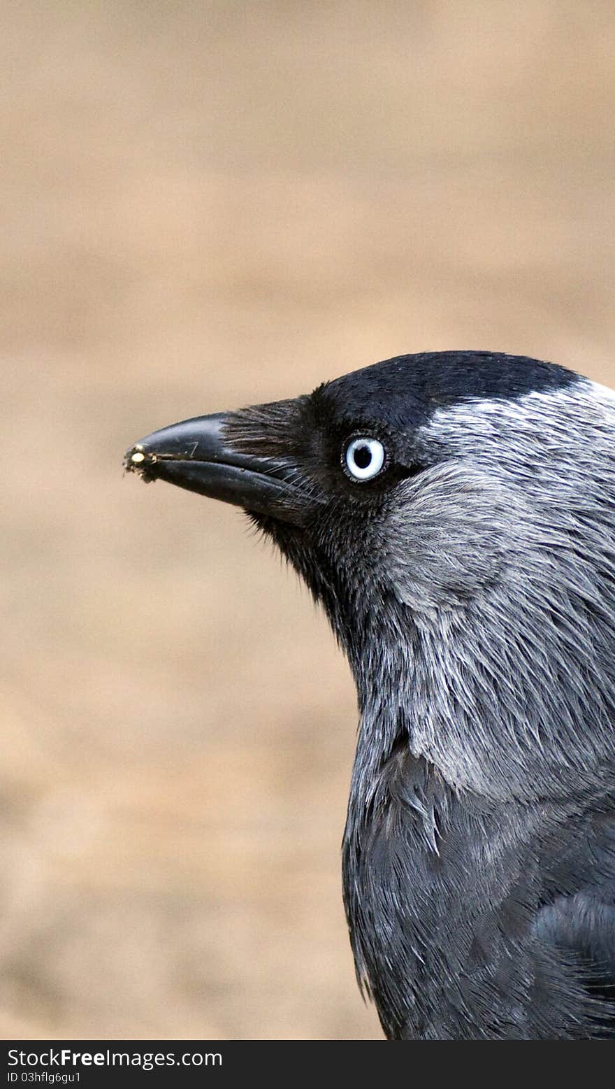 Jackdaw portrait nice black bird with blue-grey eyes. Jackdaw portrait nice black bird with blue-grey eyes