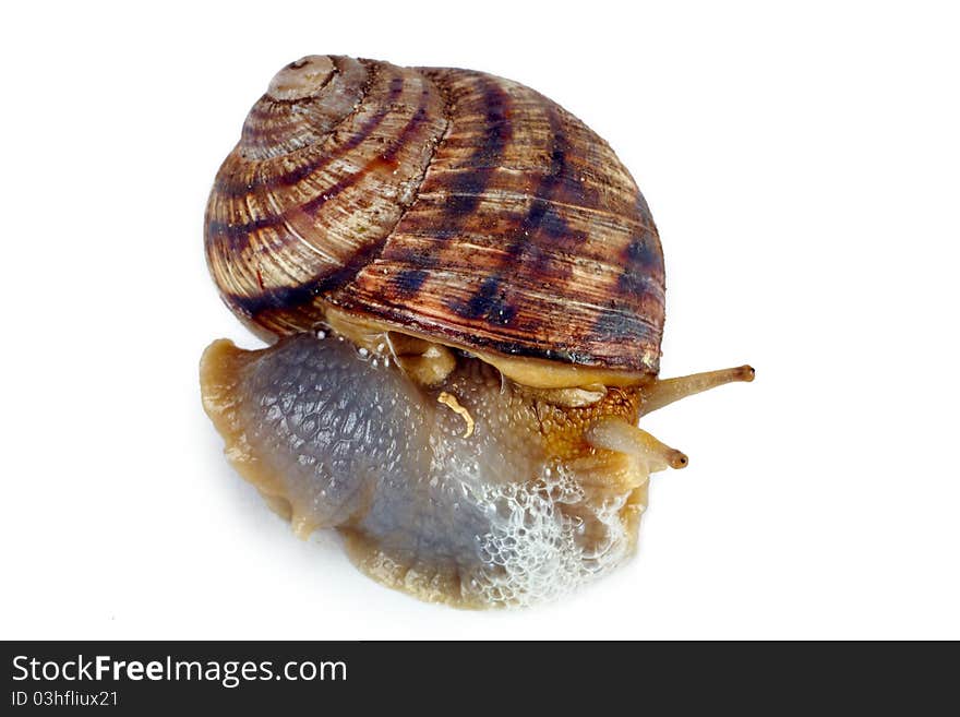 Crawling snail isolated on a white background