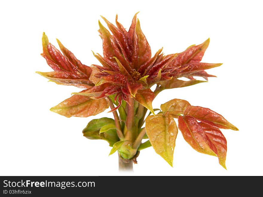 New leaves on the tree, isolated on a white background