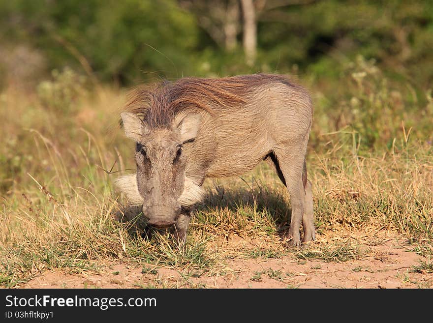 A warthog grazing on its knees in Shimba Hills, Kenya. A warthog grazing on its knees in Shimba Hills, Kenya