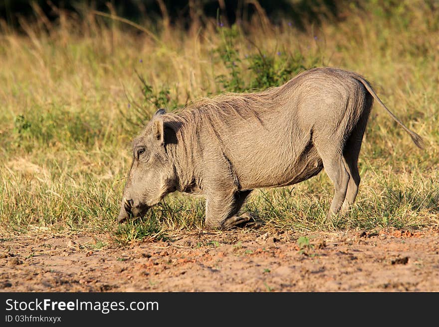 A warthog grazing on its knees in Shimba Hills, Kenya. A warthog grazing on its knees in Shimba Hills, Kenya