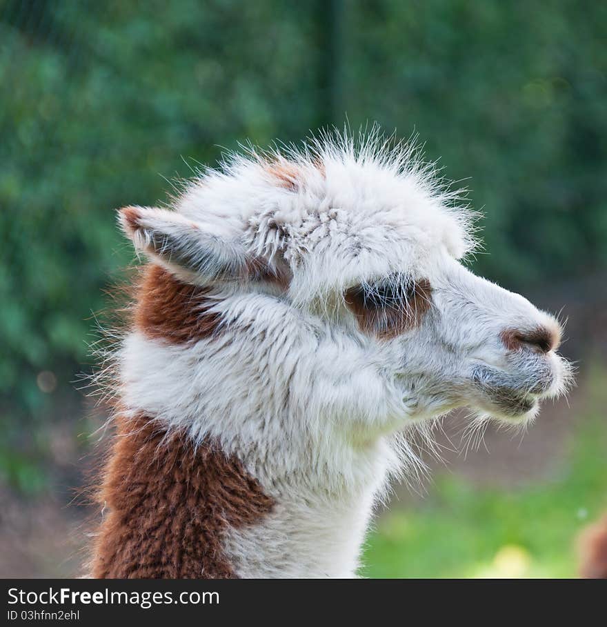 Portrait of brown and white Llama against a blurred background