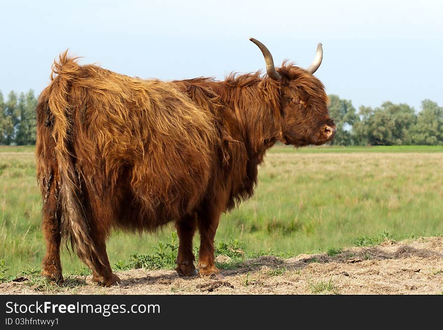 Pregnant Higland cow with winter coat standing in grassland