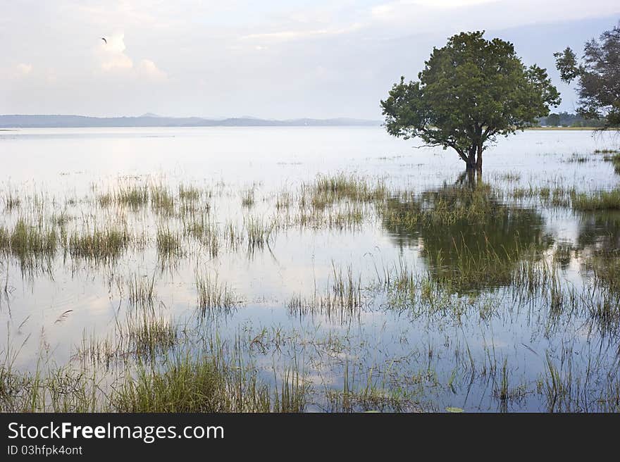 Tropical landscape with lake and tree. Sri Lanka