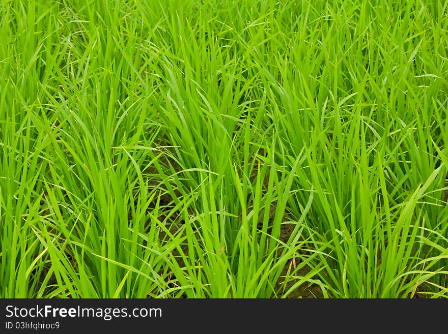 Green rice field in countryside of Thailand