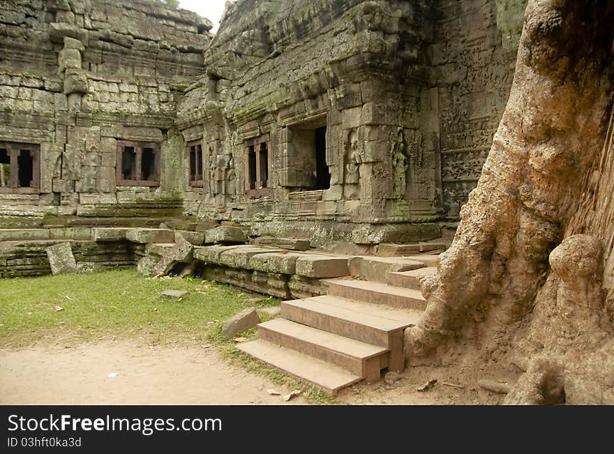 Fig trees growing in Angkor temple. Fig trees growing in Angkor temple