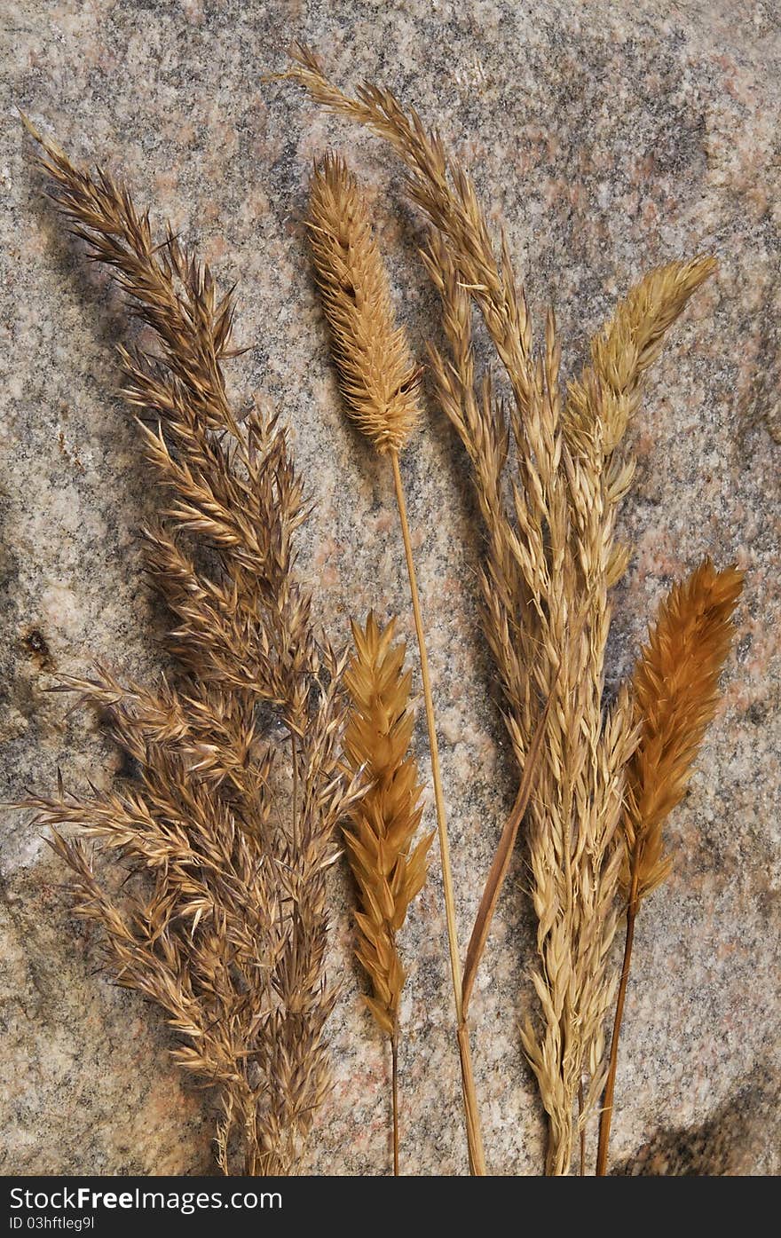 Background from a gray stone and a yellow grass