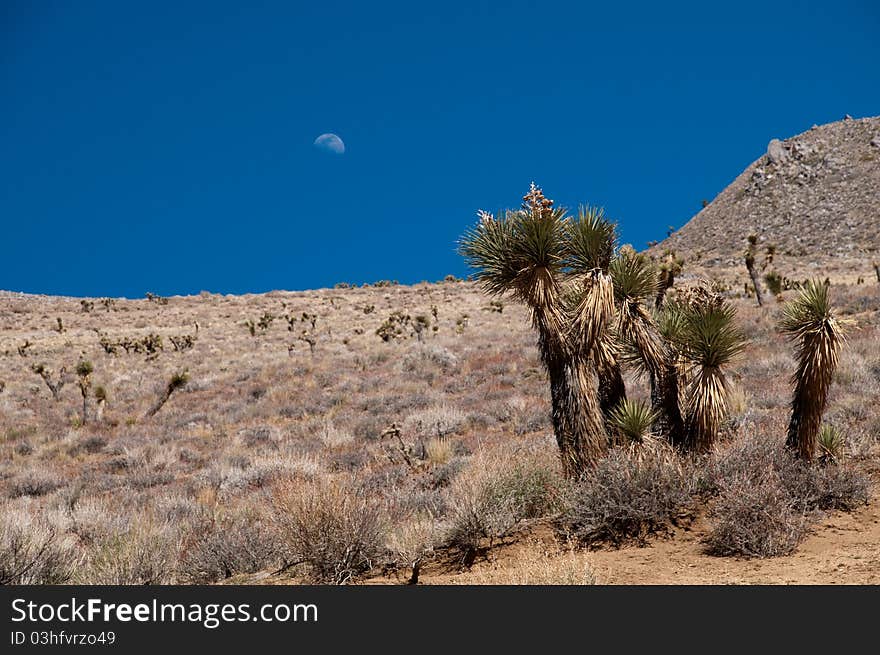 Moon rises over the barren landscape of California's high desert. Moon rises over the barren landscape of California's high desert.