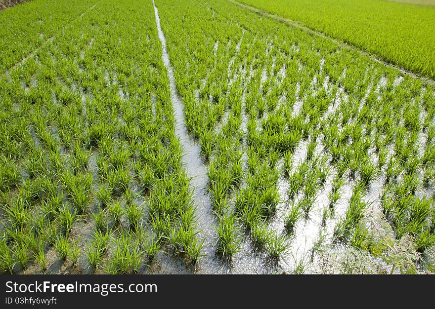 Rice Seedlings