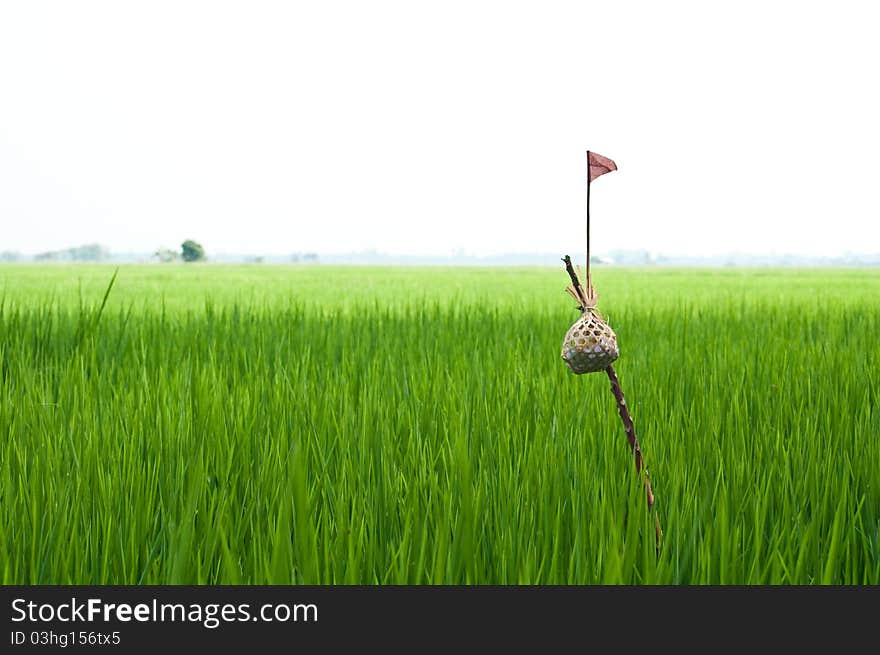 Cornfield a rice in thai