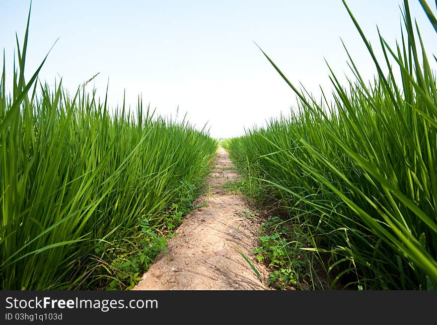 Cornfield