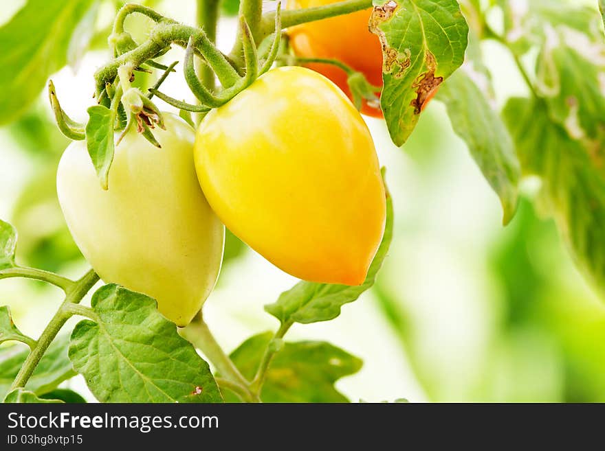 Yellow eggplant is on the tree