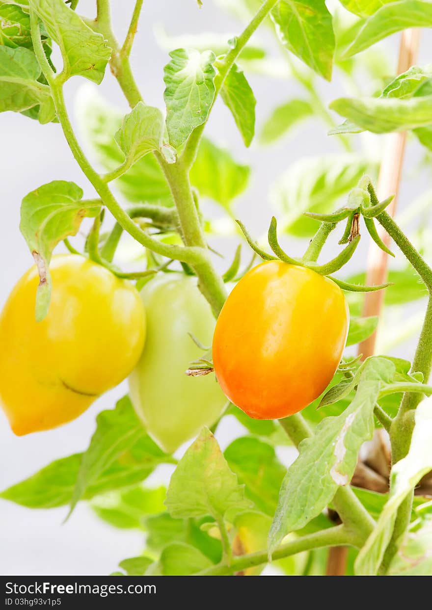 Yellow eggplant is on the tree