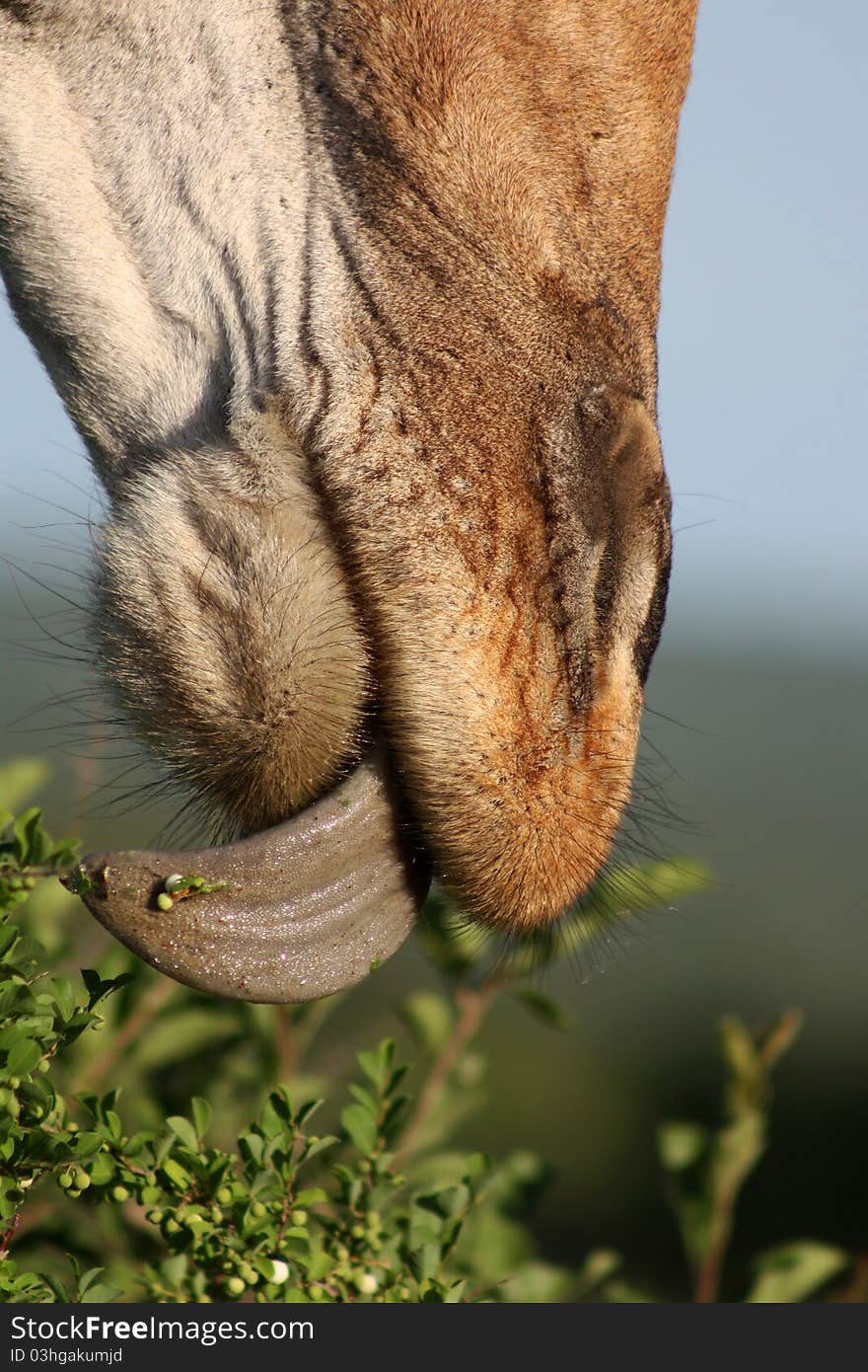 A close-up taken of a giraffe's tongue - showing how he/she eats. A close-up taken of a giraffe's tongue - showing how he/she eats.