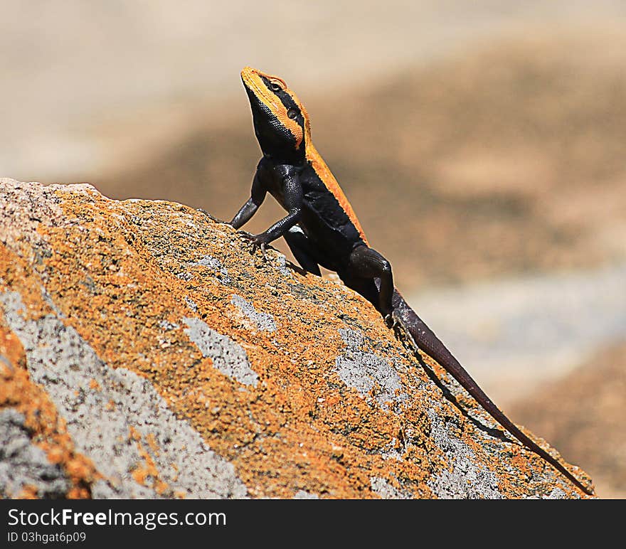 The handsome peninsular rock agama male showing off. The terrain and color of the rocks had a very nice camouflage effect. The handsome peninsular rock agama male showing off. The terrain and color of the rocks had a very nice camouflage effect.