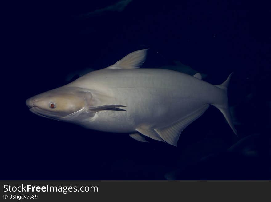 White fish in ocean depth