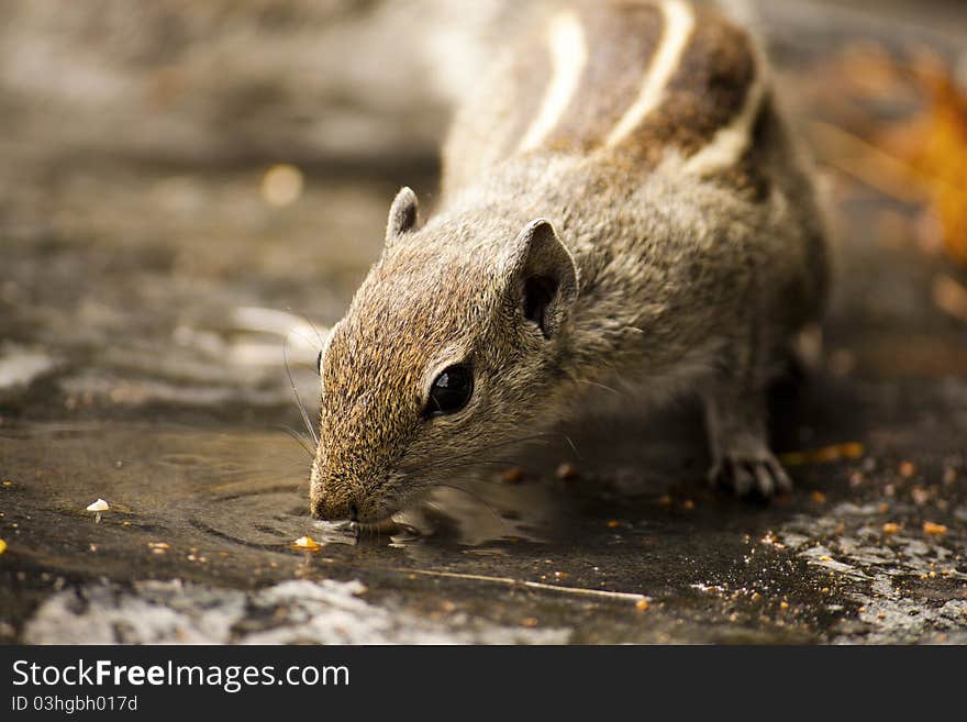 A squirrel quenching its thirst. Taken at Hampi, Karnataka. A squirrel quenching its thirst. Taken at Hampi, Karnataka.