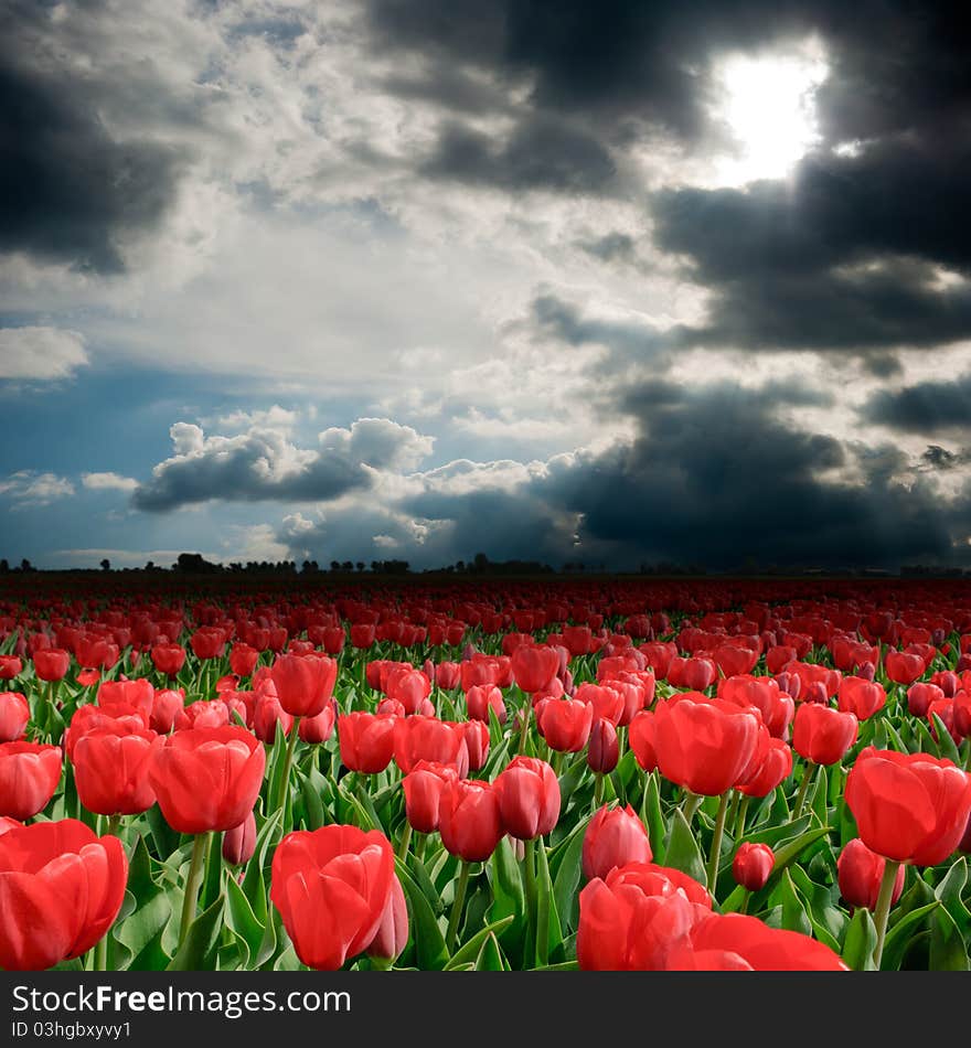 Wonderful storm clouds over the tulip field. Wonderful storm clouds over the tulip field