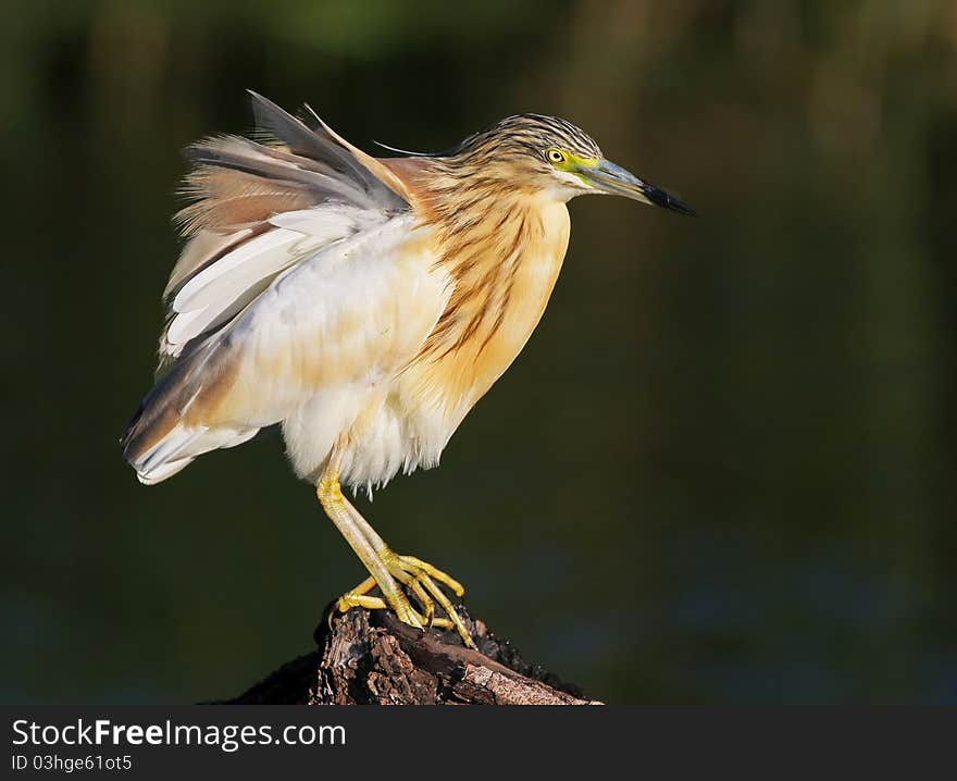 Squacco Herron sittin on log