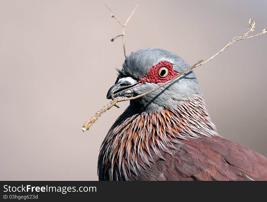 Speckled Pigeon collecting sticks for nest