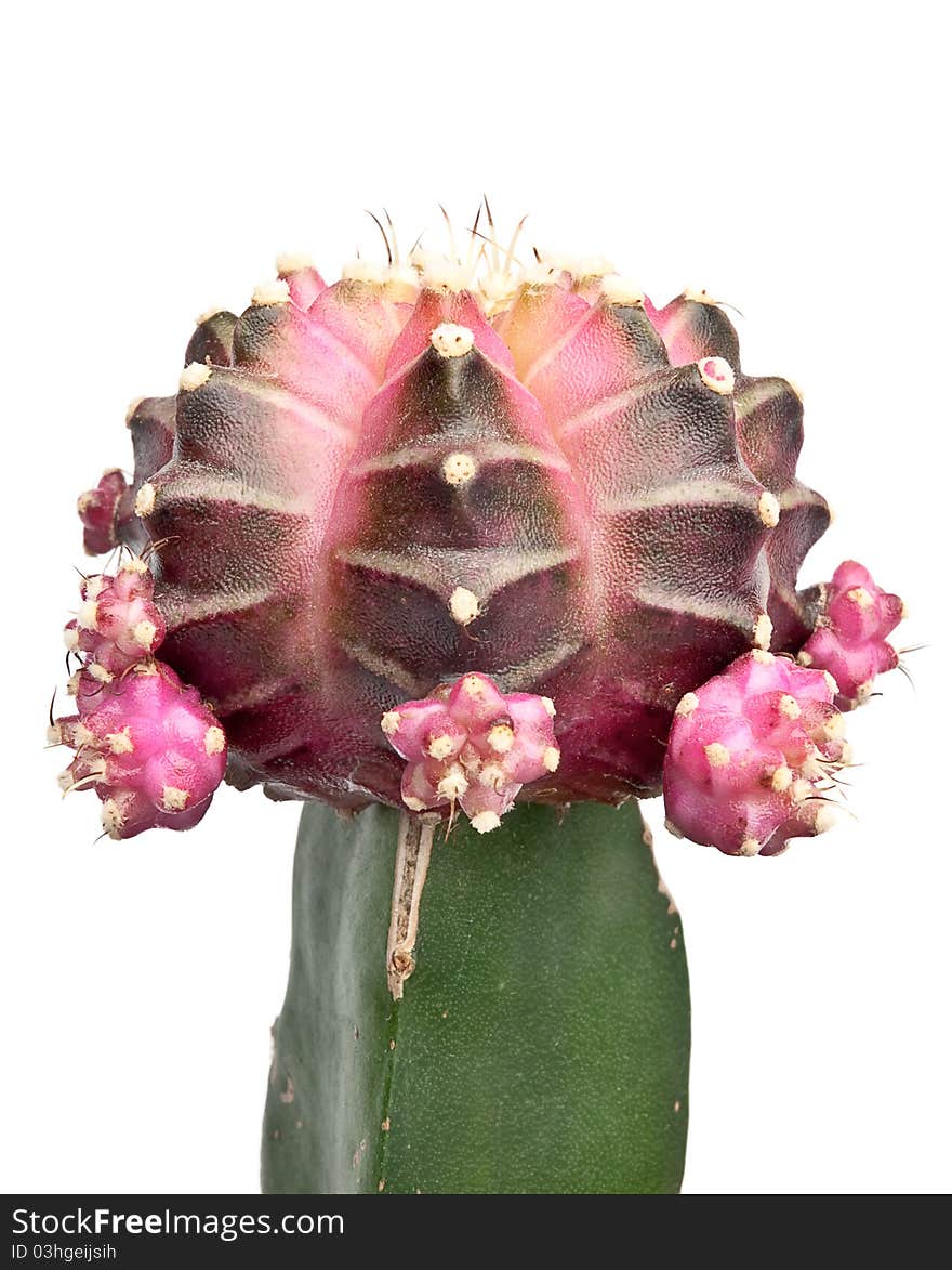 Beautiful pink cactus on white background isolated