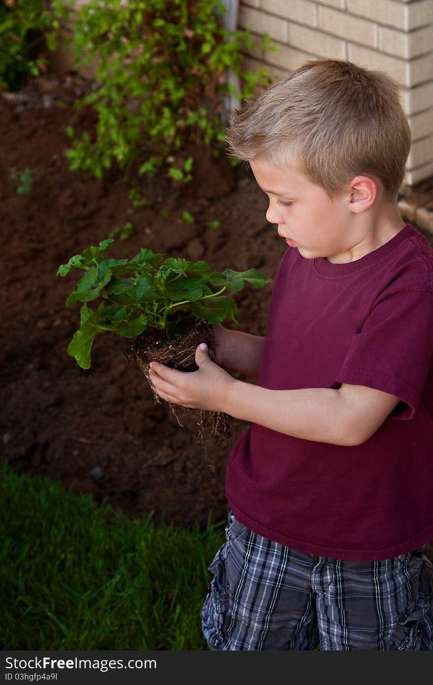 Little Boy Looking At A Plant