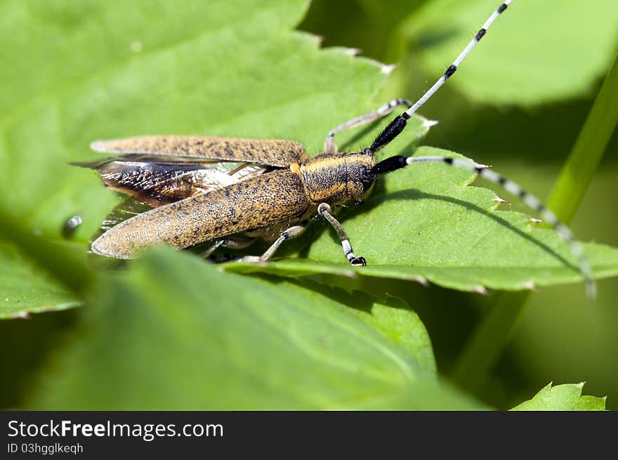 Thistle beetle