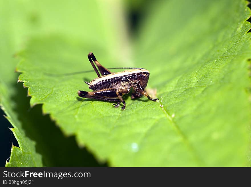 Caelifera in a Macro - sitting on a leaf