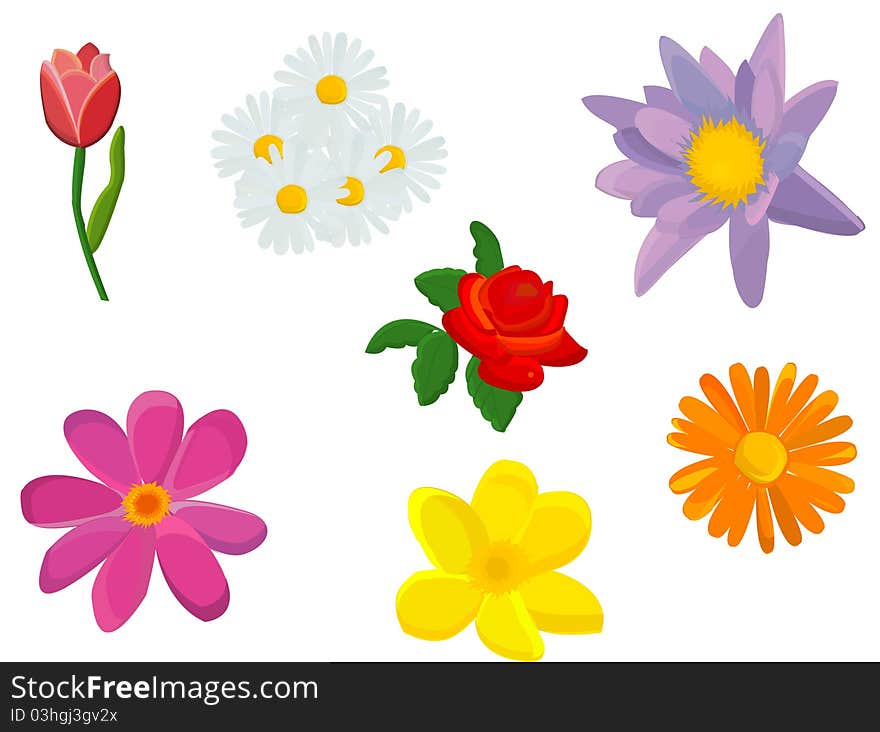 Flowers Isolated On White Background