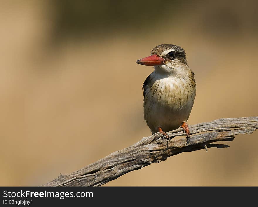 Brown Hooded Kingfisher percheed aagainst a lovely background