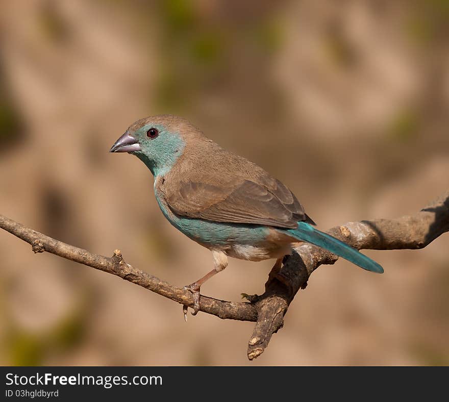 Blue waxbill