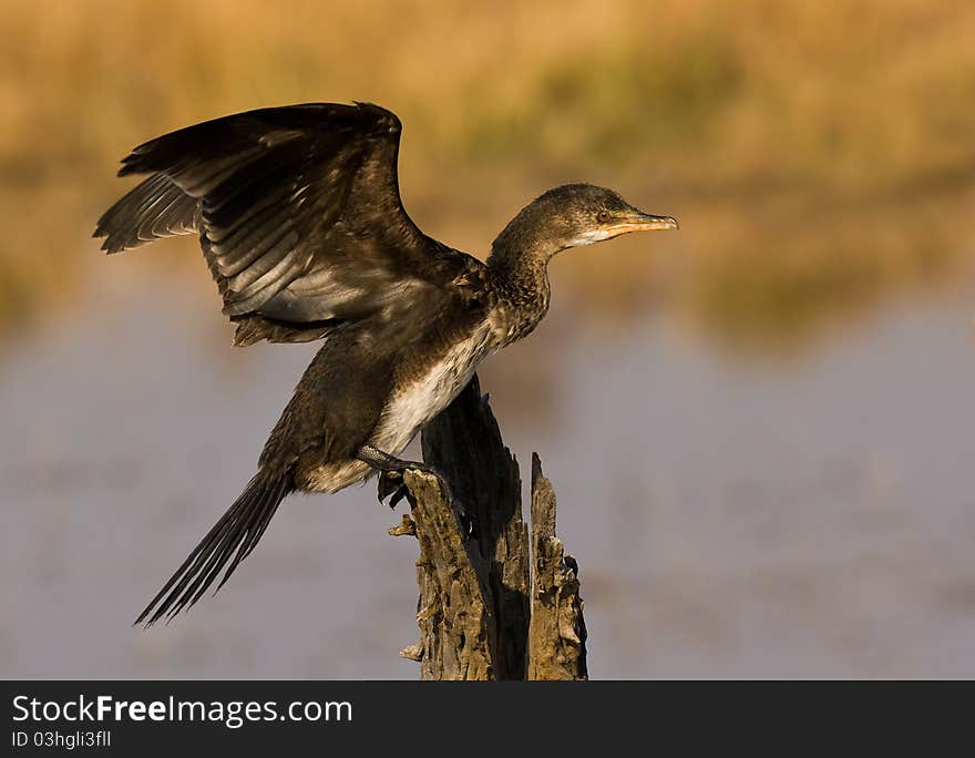 Nice wings up pose in good light with nice background. Nice wings up pose in good light with nice background