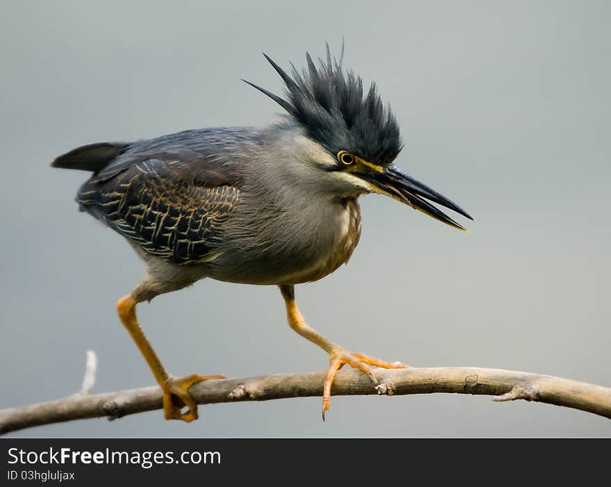 Green backed heron