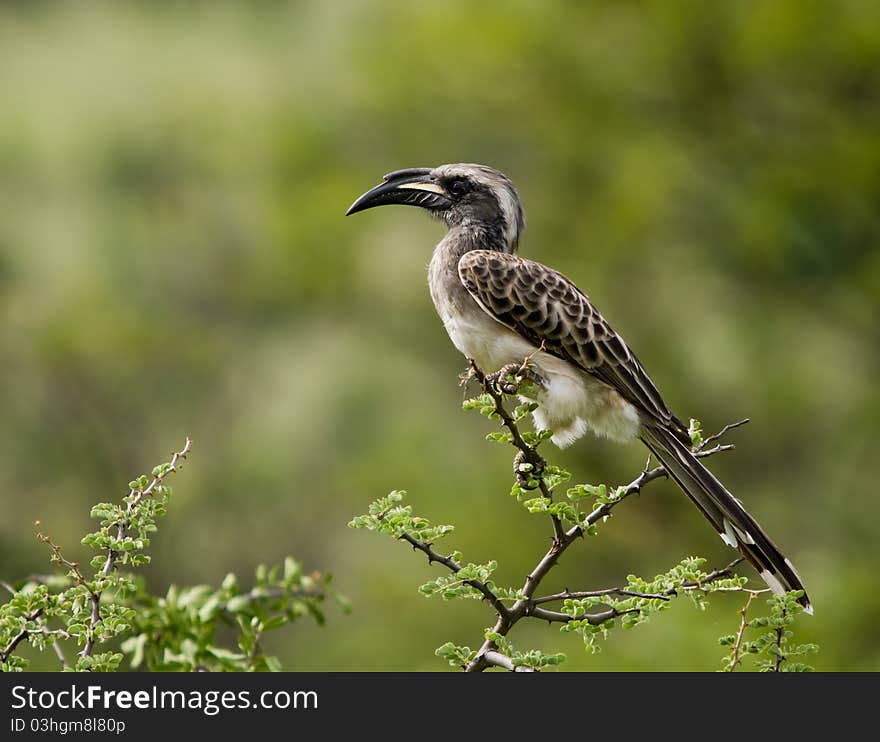 Very pleasing image of a grey hornbill