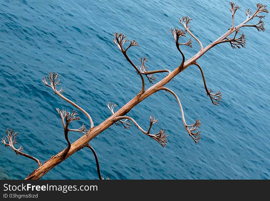 Dry tree against sea