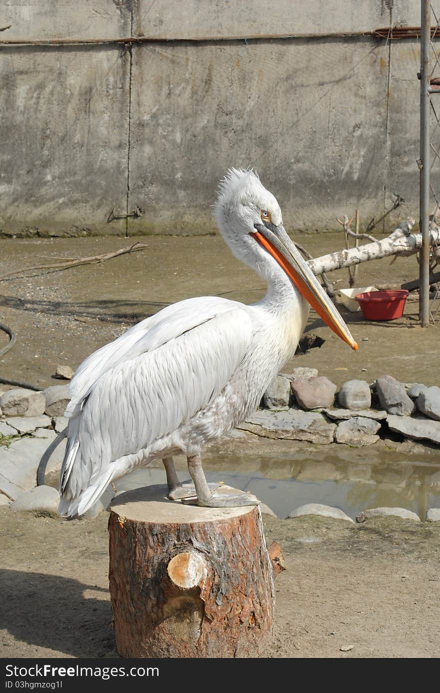 Pelican at the zoo sits on a stump.