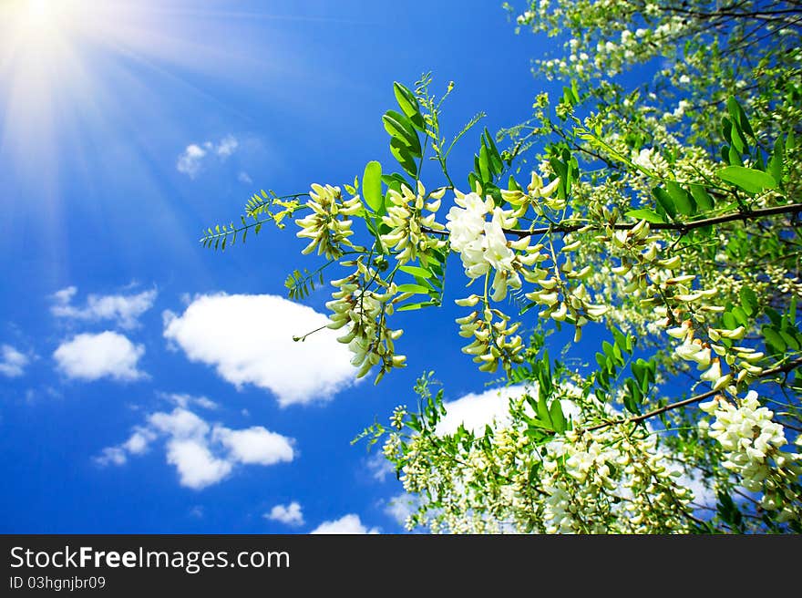 Beautiful  white acacia and fun sun in the blue sky. Beautiful  white acacia and fun sun in the blue sky.